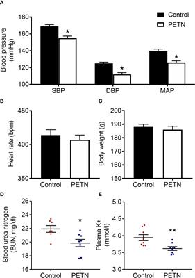 Renal Effects of Fetal Reprogramming With Pentaerythritol Tetranitrate in Spontaneously Hypertensive Rats